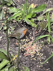 Erithacus rubecula