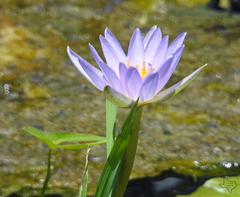 Nymphaea elegans