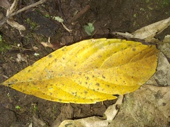 Cananga odorata