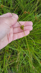 Carex unilateralis