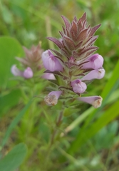 Orthocarpus bracteosus