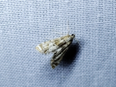Petrophila fulicalis