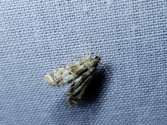 Petrophila fulicalis