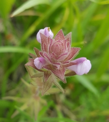 Orthocarpus bracteosus