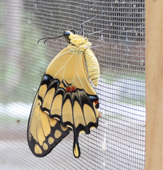 Heraclides homothoas