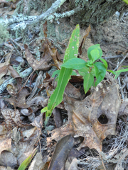 Platanthera ciliaris