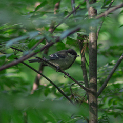 Parus major