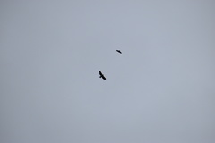 Spizaetus melanoleucus