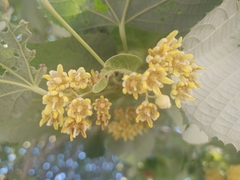 Tilia americana heterophylla
