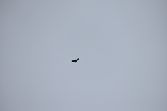 Spizaetus melanoleucus