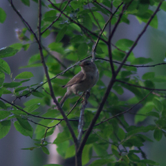 Phylloscopus trochilus