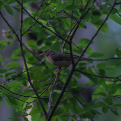 Phylloscopus trochilus