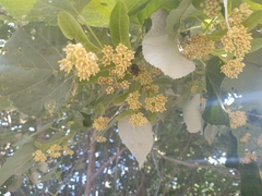 Tilia americana heterophylla