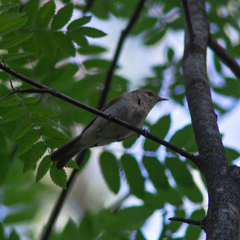 Phylloscopus trochilus