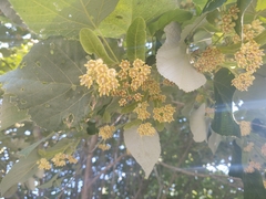 Tilia americana heterophylla
