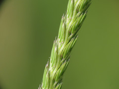 Cynosurus cristatus