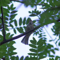 Phylloscopus trochilus