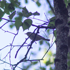 Phylloscopus trochilus