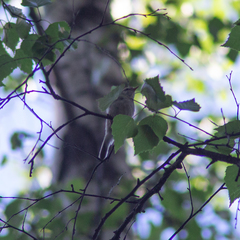 Phylloscopus trochilus