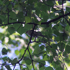 Phylloscopus trochilus