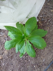 Asteraceae