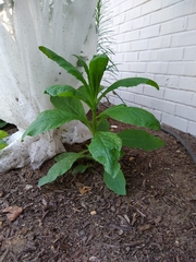 Asteraceae