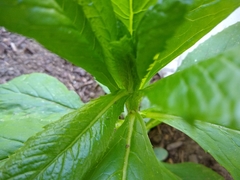 Asteraceae