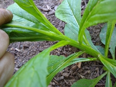 Asteraceae