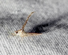 Callibaetis floridanus