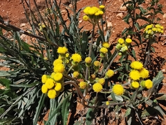 Senecio madrensis