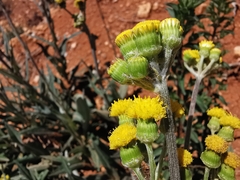Senecio madrensis