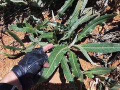 Senecio madrensis
