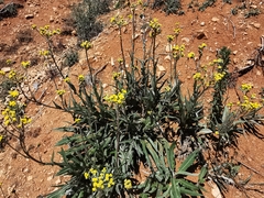 Senecio madrensis