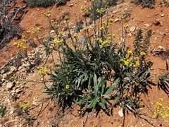 Senecio madrensis