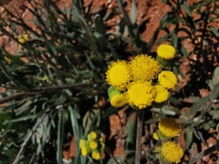 Senecio madrensis