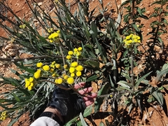 Senecio madrensis