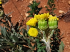 Senecio madrensis