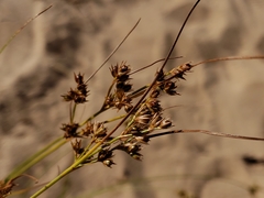 Cladium mariscoides