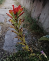 Castilleja glandulosa