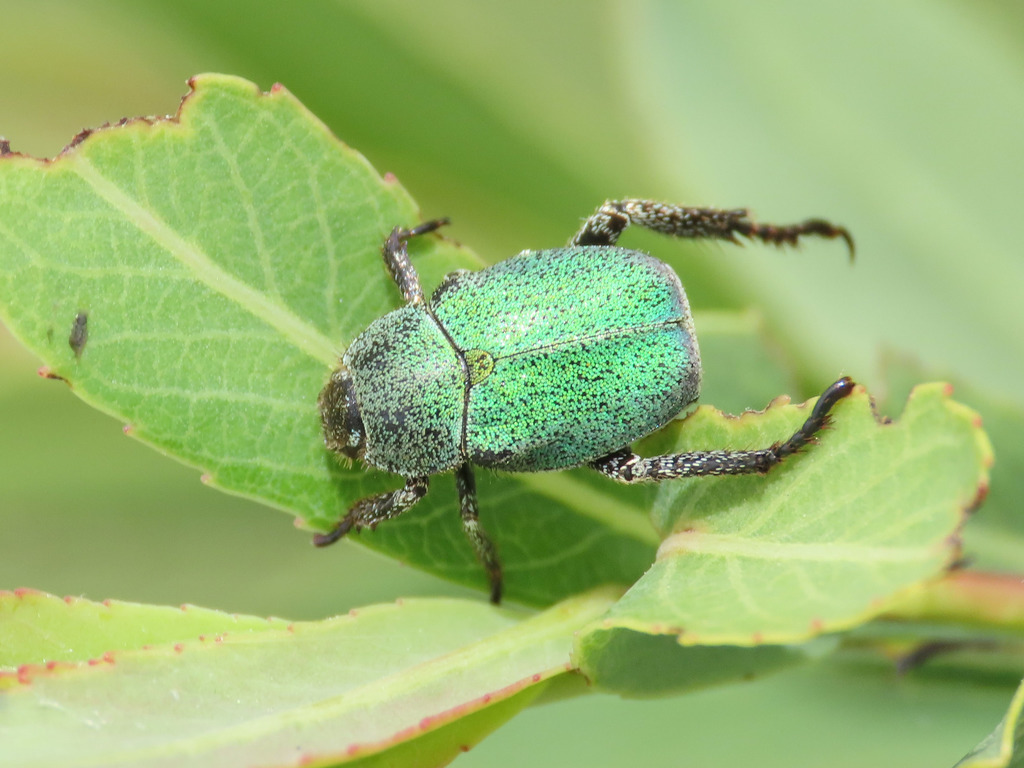 Hoplia minuta