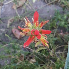 Castilleja glandulosa