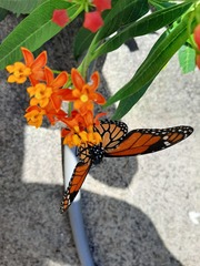 Danaus plexippus