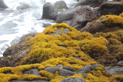 Ahnfeltiopsis concinna