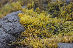 Ahnfeltiopsis concinna