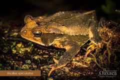 Spiculate Toad photo 1