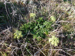 Lomatium dasycarpum