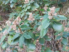 Ageratina viburnoides