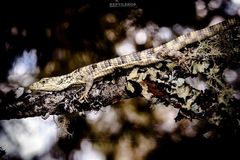 Abronia oaxacae