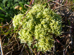 Lomatium dasycarpum