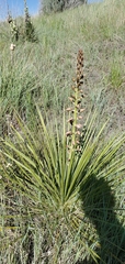 Yucca glauca